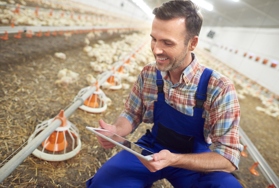 Poultry farm with advanced technology
